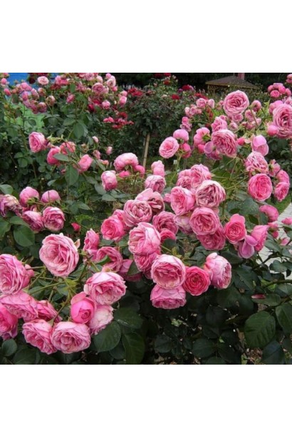 Рясне цвітіння троянди Помпонелла влітку